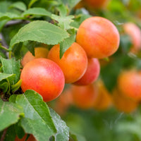 Pflaume Aprimira - Prunus domestica Aprimira - Bakker