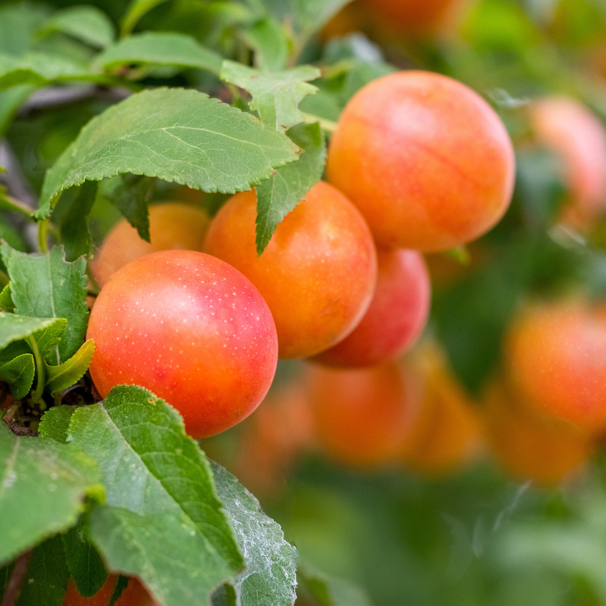 Pflaume Aprimira - Prunus domestica Aprimira - Bakker
