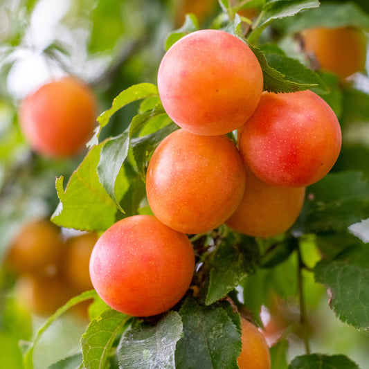 Pflaume Aprimira - Bakker