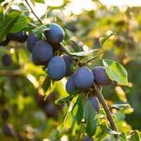 Zwetsche Hauszwetsche - Bakker