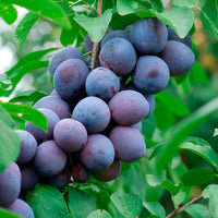 Zwetsche Hauszwetsche - Prunus domestica Hauszwetsche - Bakker