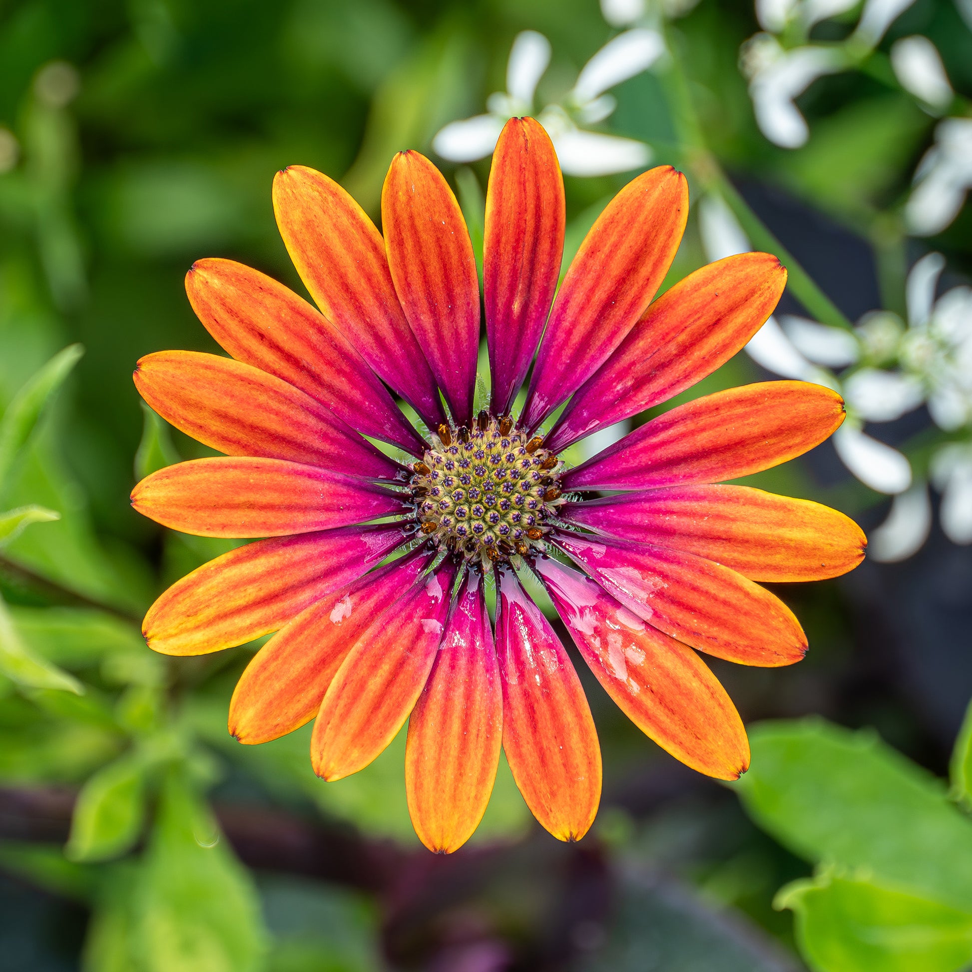 Osteospermum purple sun - Bakker