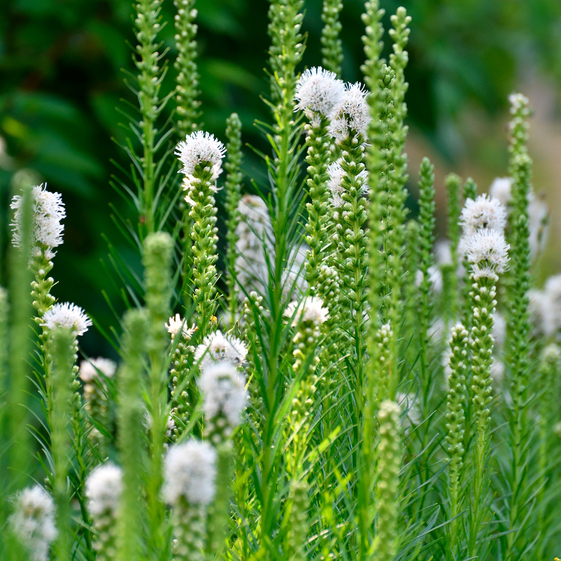 Blühende Stauden - Weißblühende Stauden - Gyspsophila, Liatris, Echinacea