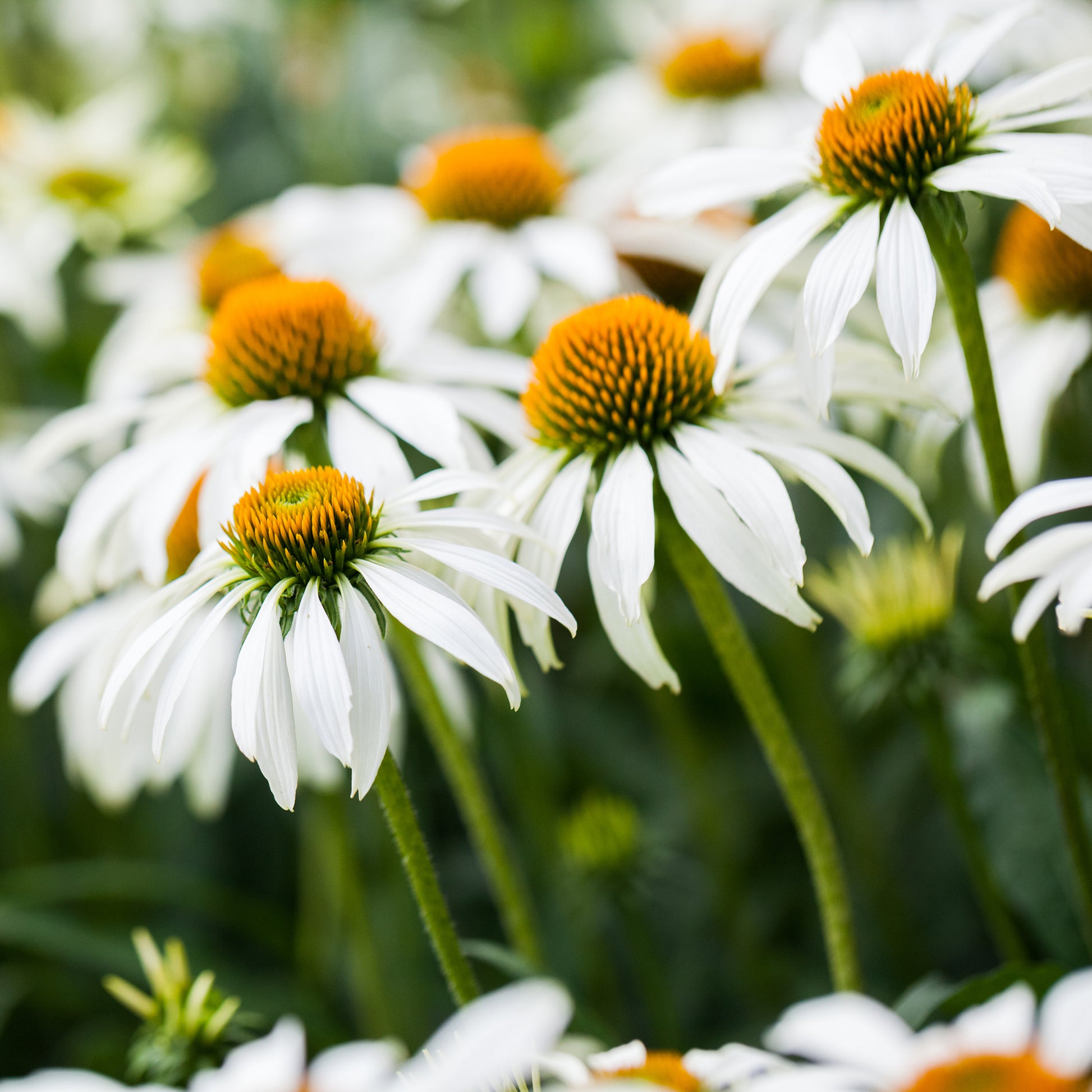 Weißblühende Stauden - Gyspsophila, Liatris, Echinacea - Bakker