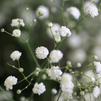 Gyspsophila, Liatris, Echinacea - Weißblühende Stauden - Blühende Stauden