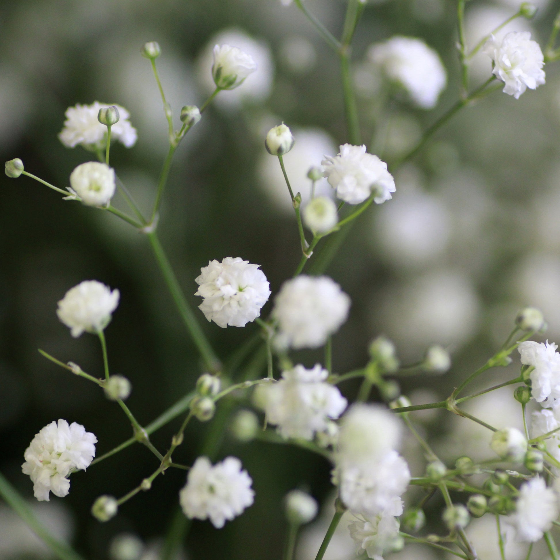 Gyspsophila, Liatris, Echinacea - Weißblühende Stauden - Blühende Stauden