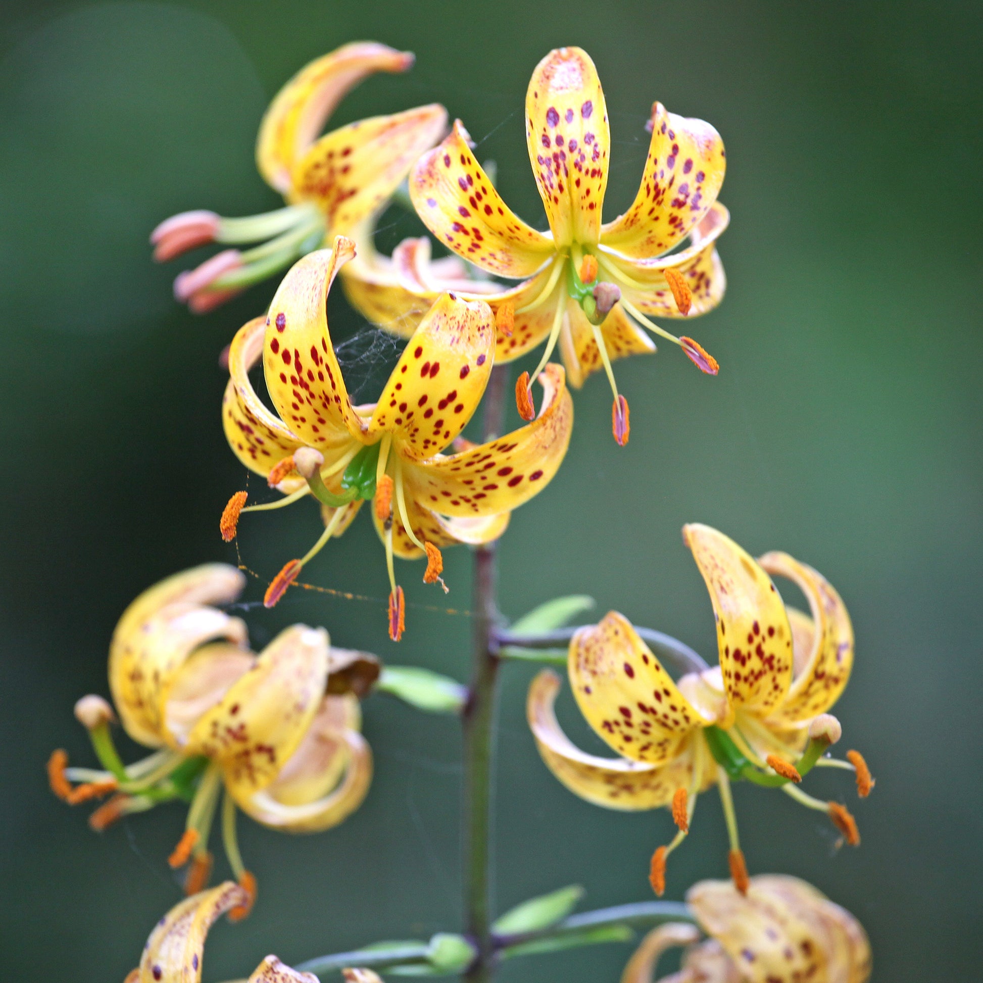 Türkenbundlilie Sunny Morning - Bakker