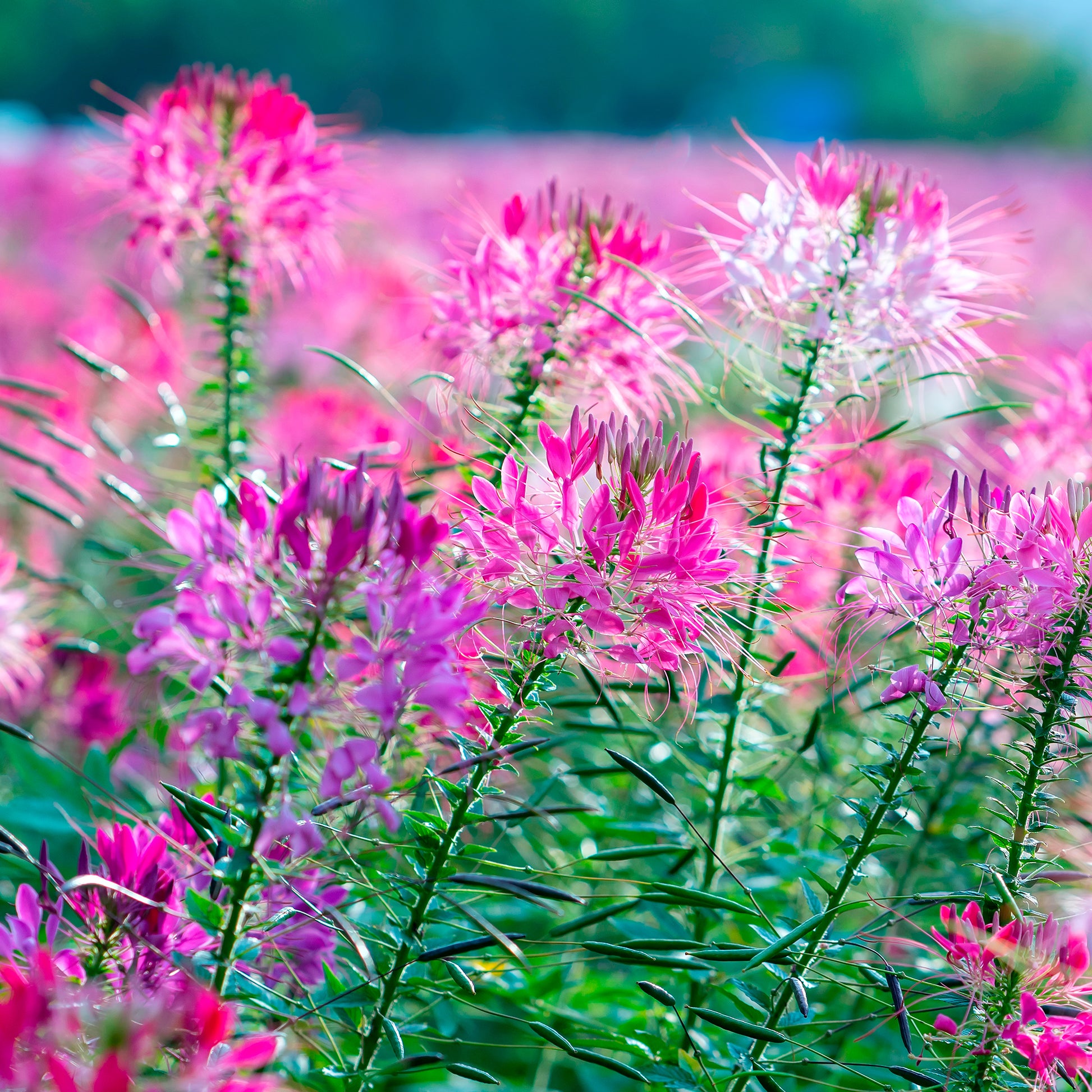 Cleome - Spinnenblume - Spinnenblume Violet Queen - Cleome hassleriana Violet Queen
