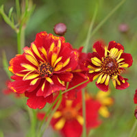 Mädchenauge Roulette - Coreopsis tinctoria Roulette - Bakker