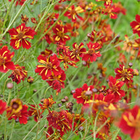 Coreopsis tinctoria Roulette - Mädchenauge Roulette - Blumensamen