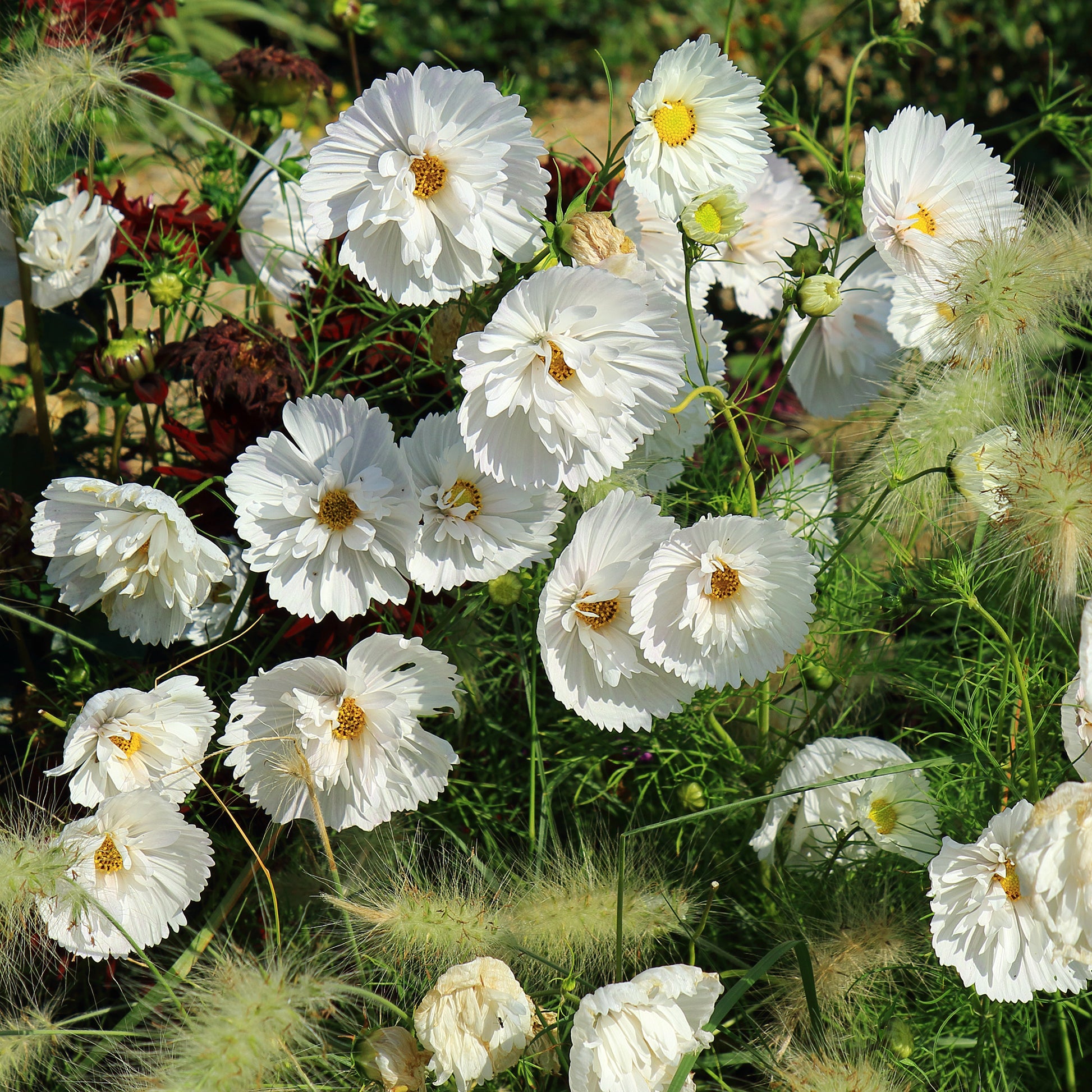 Schmuckkörbchen Cupcakes White - Bakker
