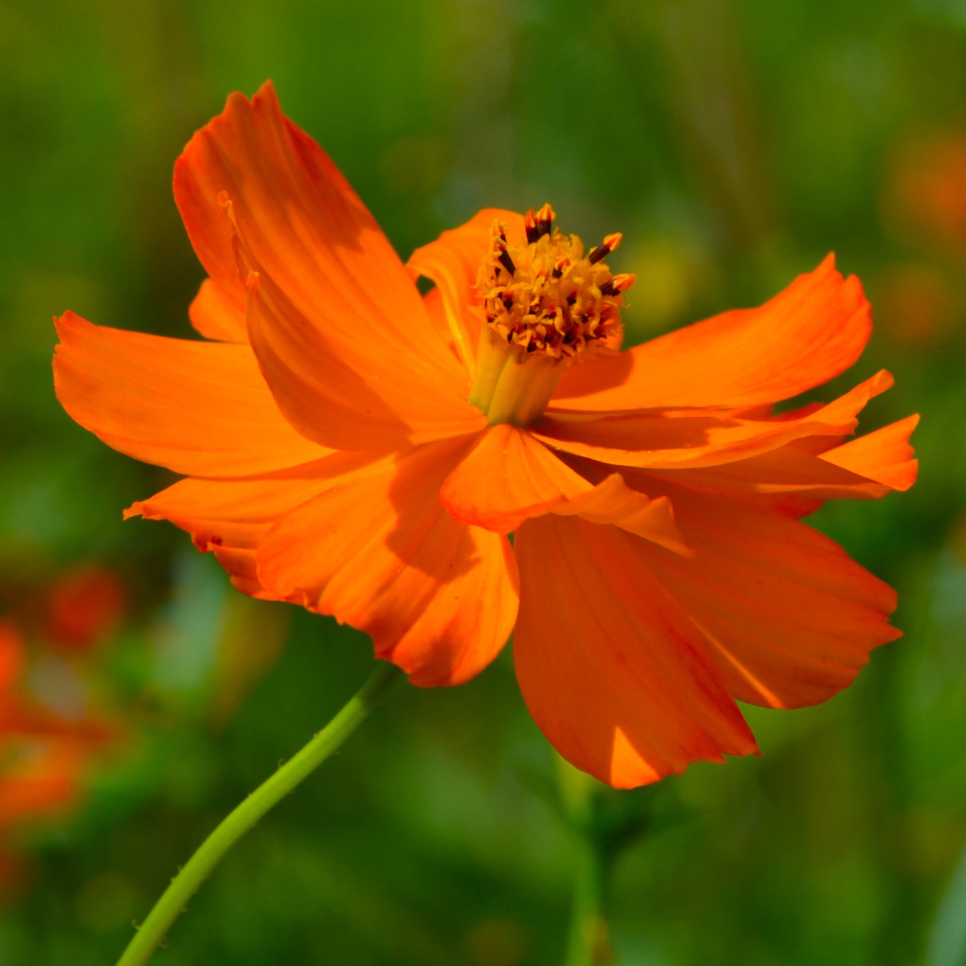 Schwefel-Cosmea Brightlights - Cosmos sulphureus Brightlights - Bakker