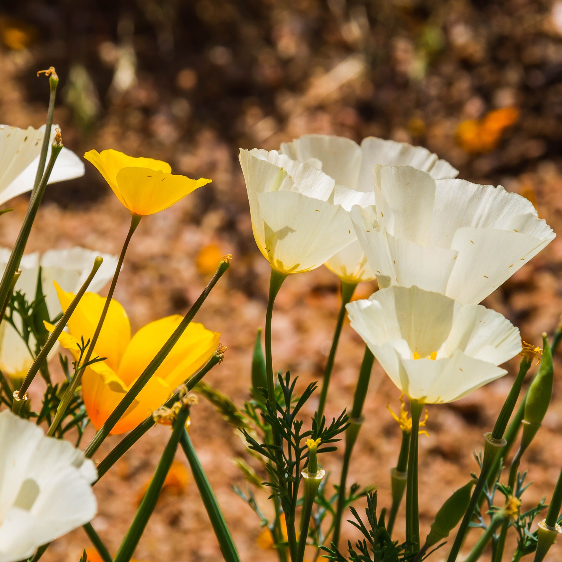 Kalifornischer Mohn Ivory Castle - Bakker
