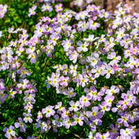 Malcolmia maritima - Strand-Veilchen - Blumensamen