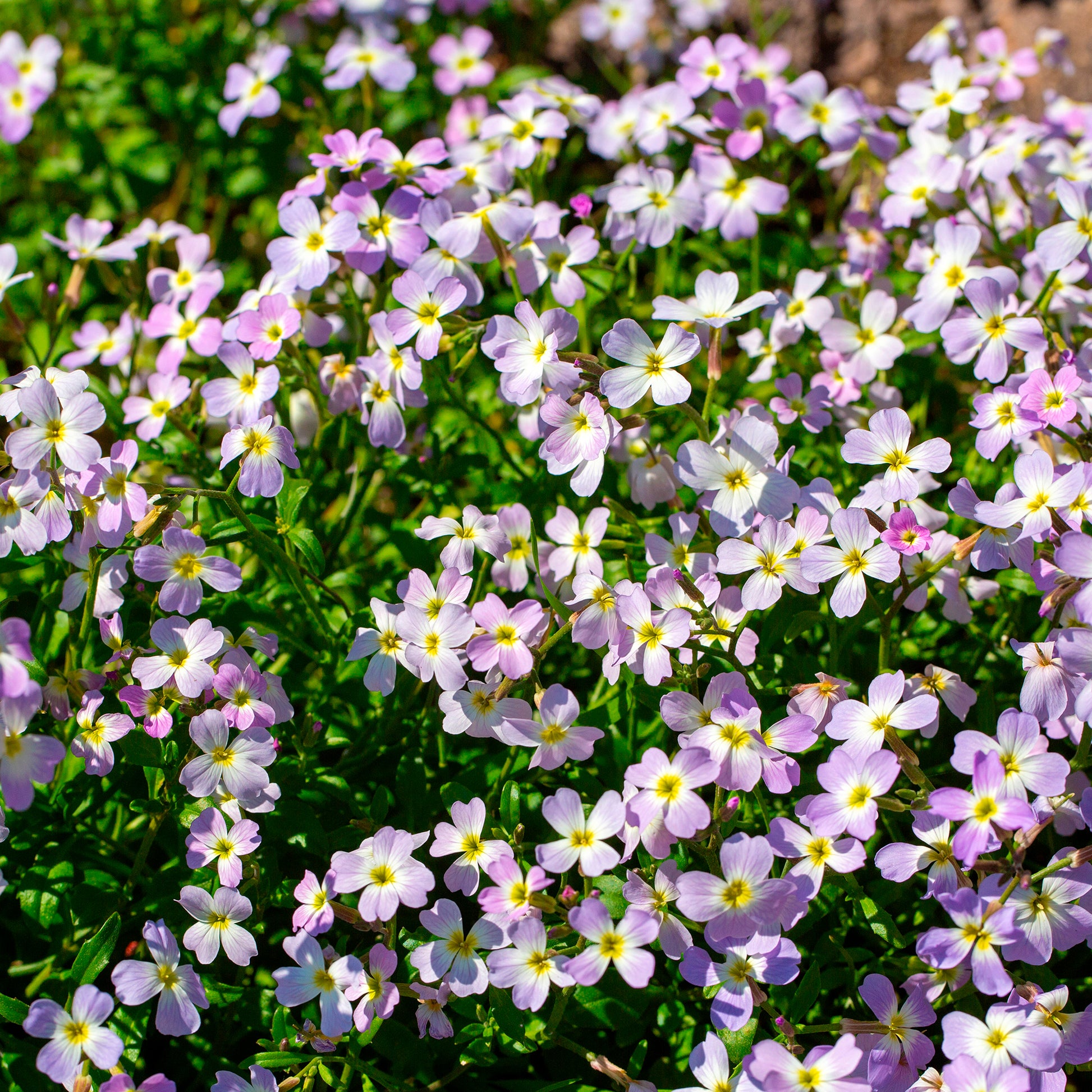 Malcolmia maritima - Strand-Veilchen - Blumensamen