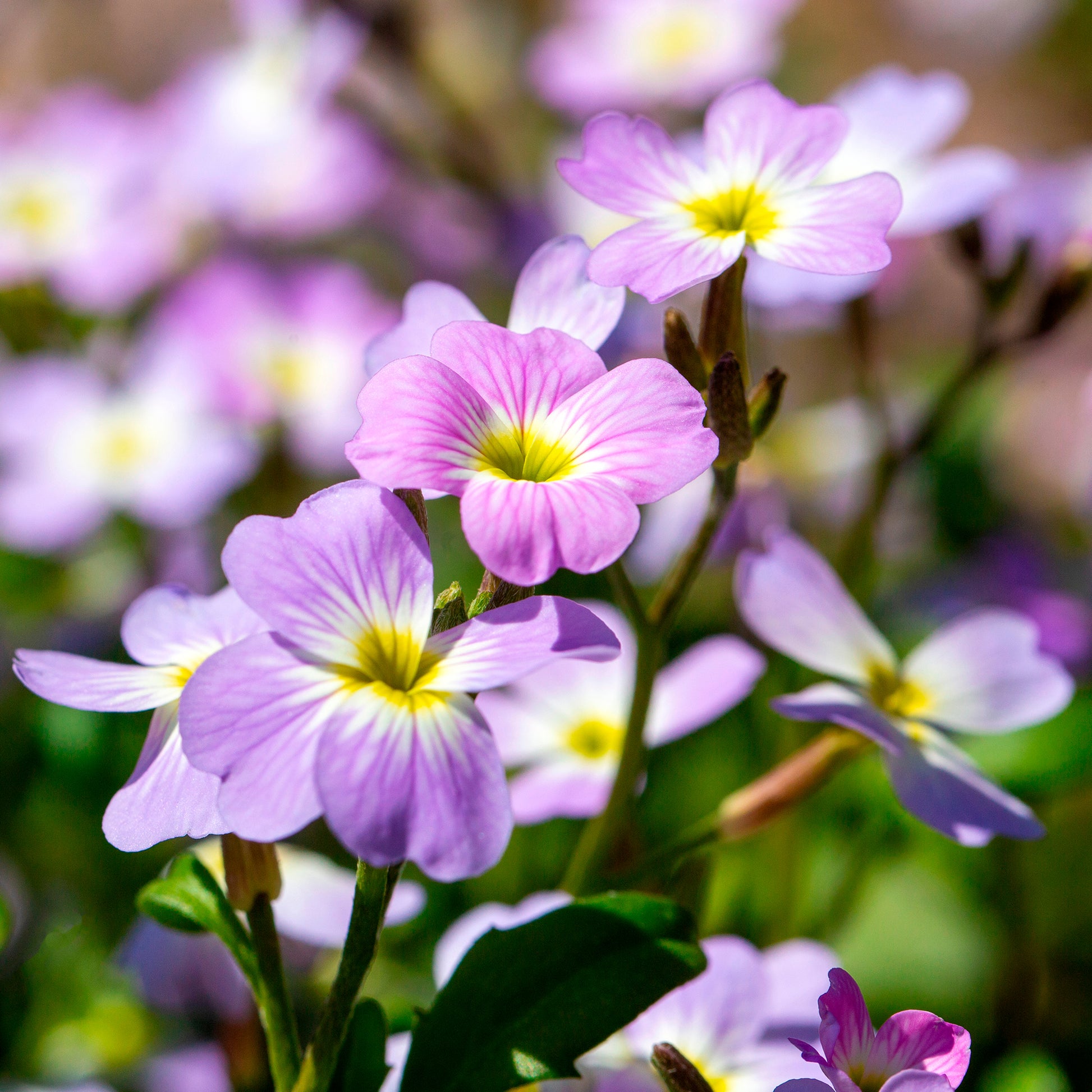 Strand-Veilchen - Malcolmia maritima - Bakker