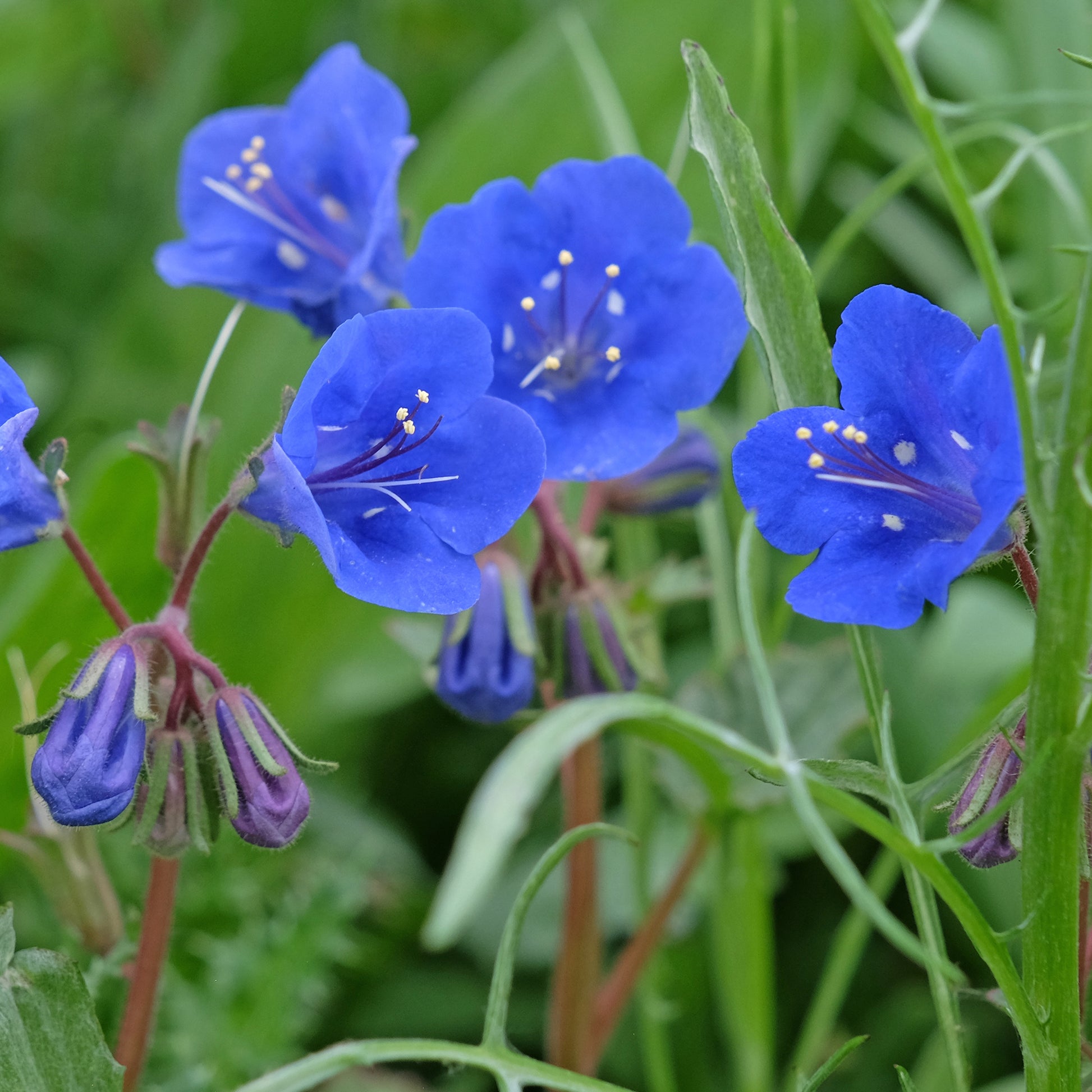 Glocken-Phazelie Blue Bell - Bakker