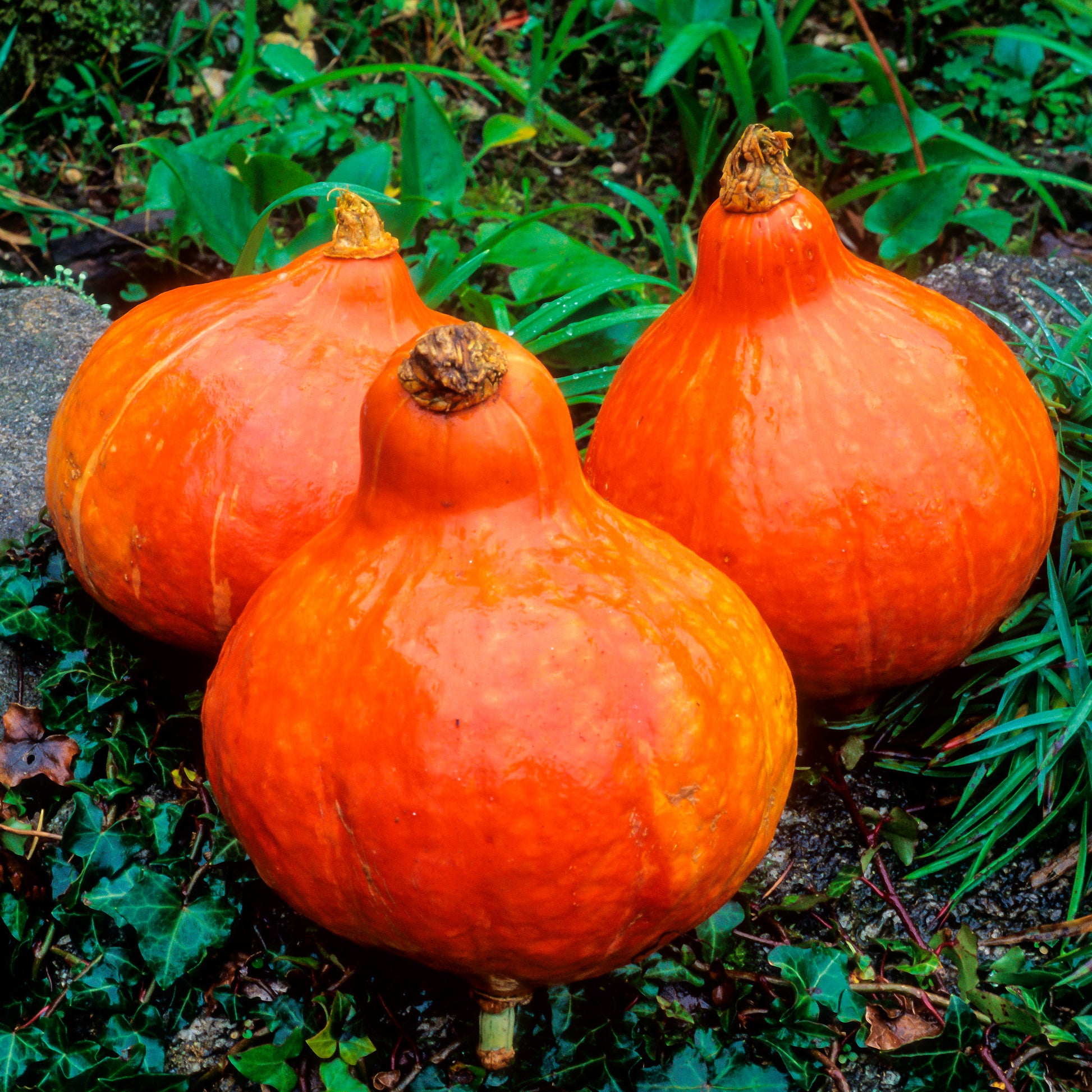 Saatgut Kürbis Uchiki-Kuri - Cucurbita maxima Uchiki-Kuri