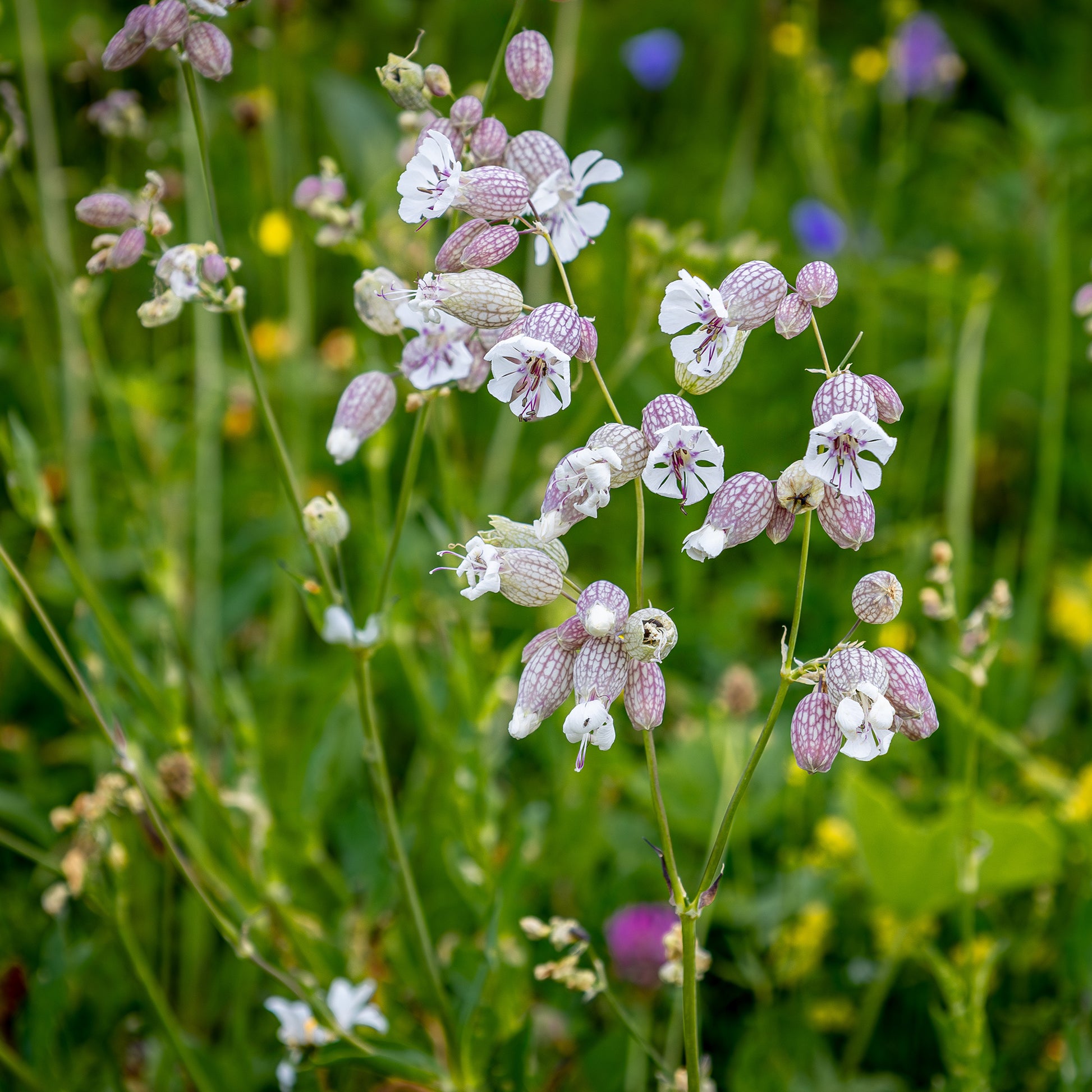Taubenkropf-Leimkraut - Bakker