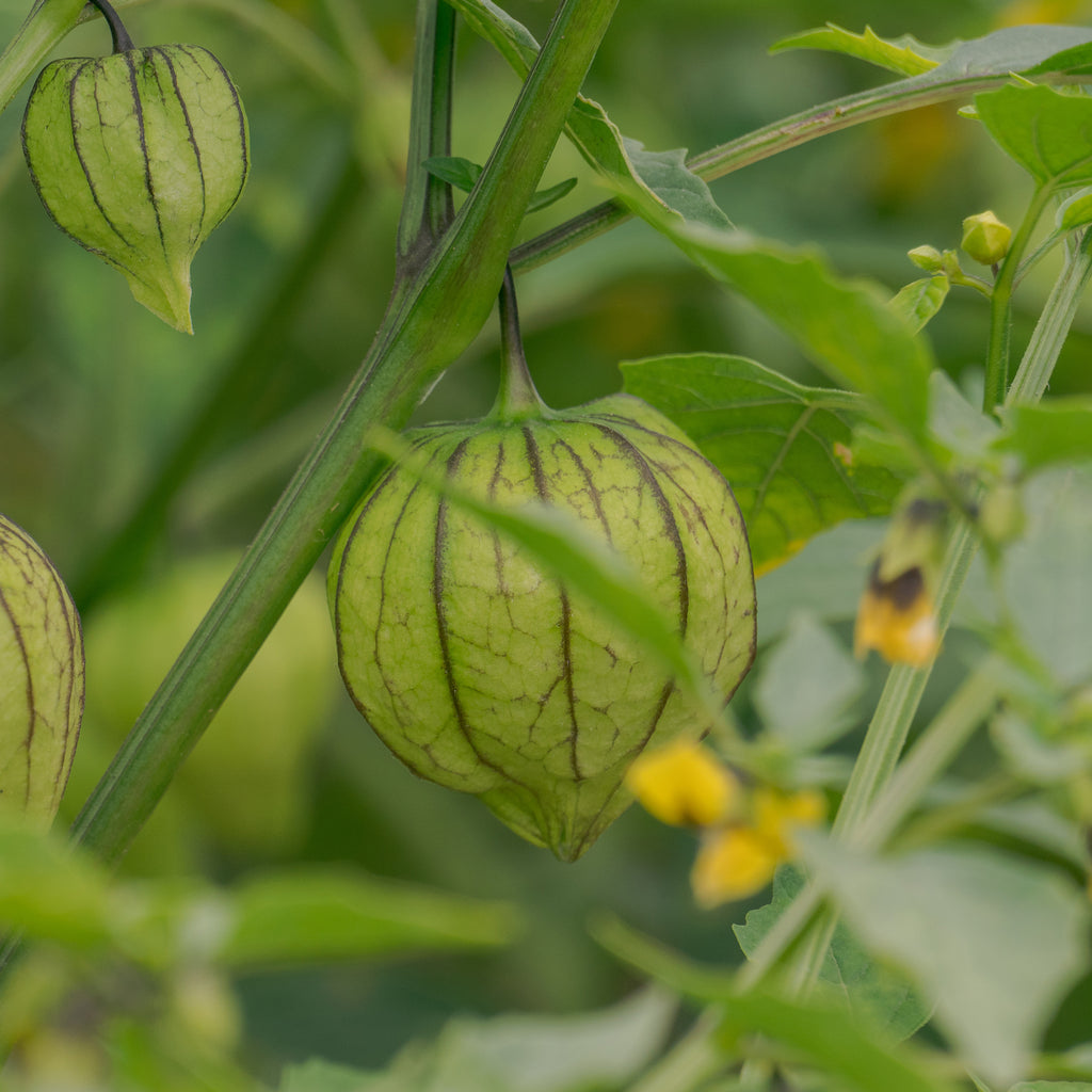 tomatillo saatgut Saatgut Tomatillo - Physalis ixocarpa