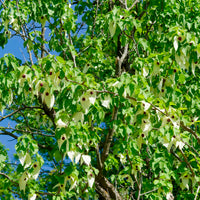 Taschentuchbaum - Davidia involucrata - Bakker