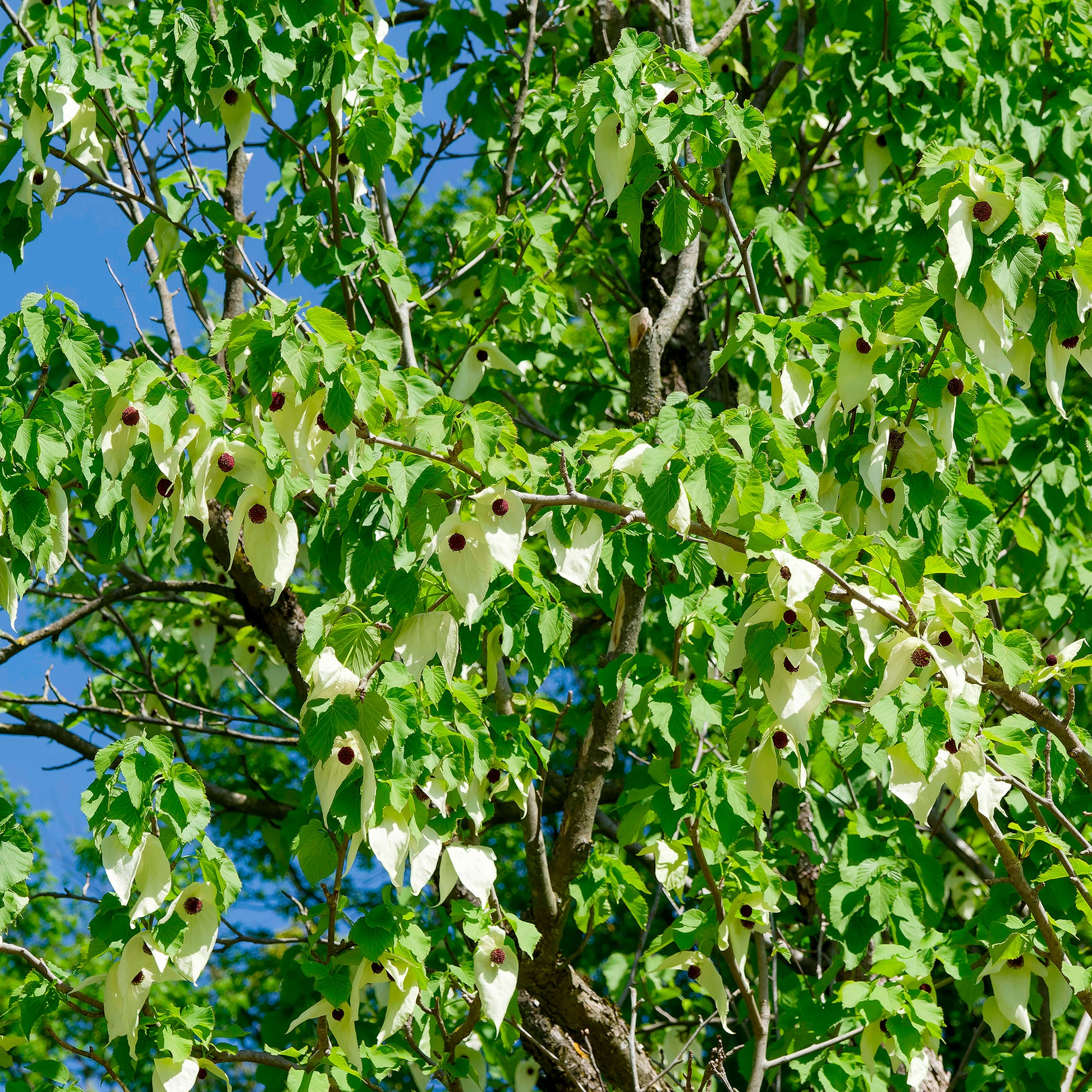 Taschentuchbaum - Davidia involucrata - Bakker