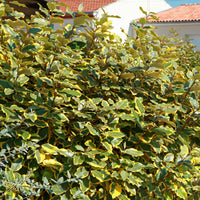 Ölweide Viveleg - Bakker