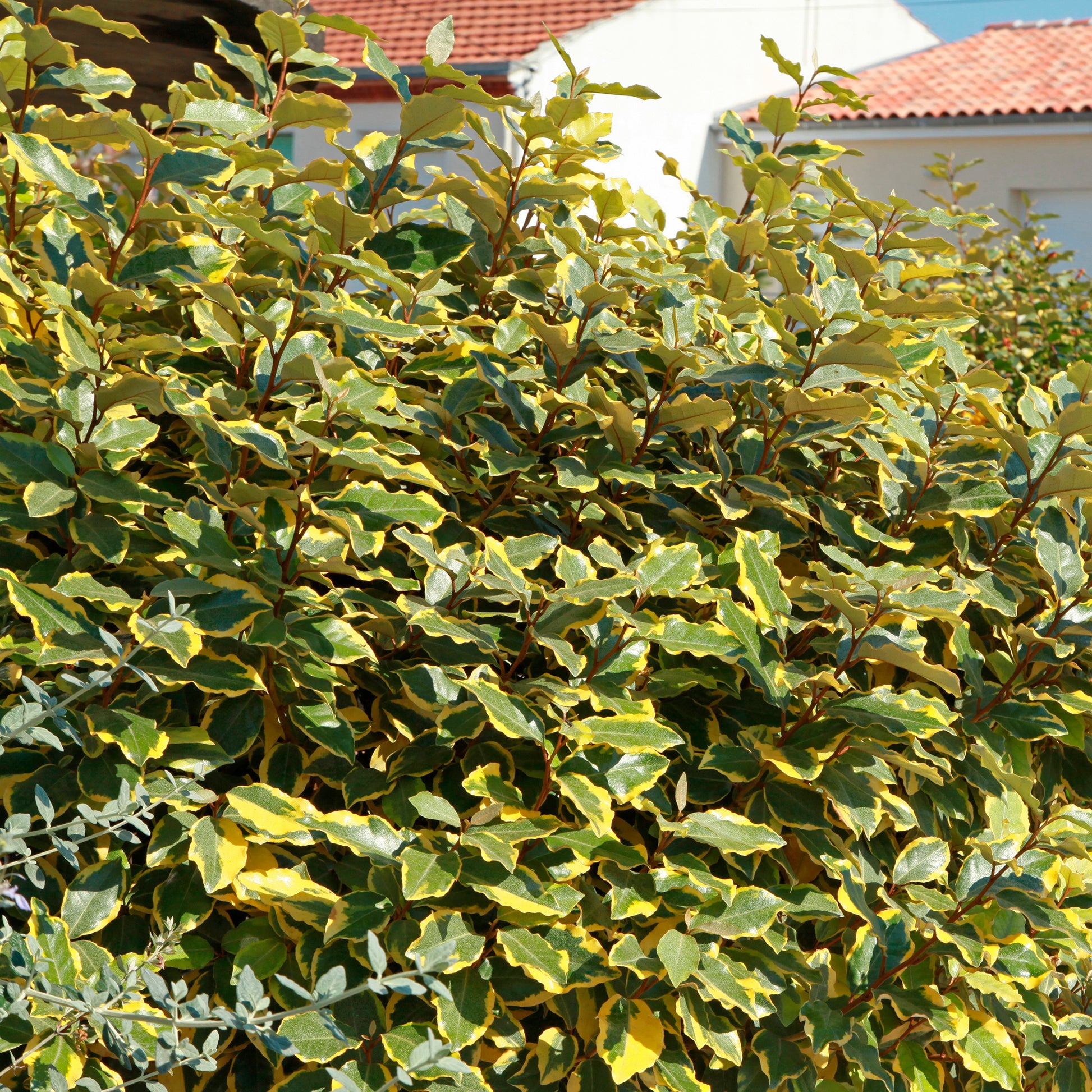 Ölweide Viveleg - Bakker