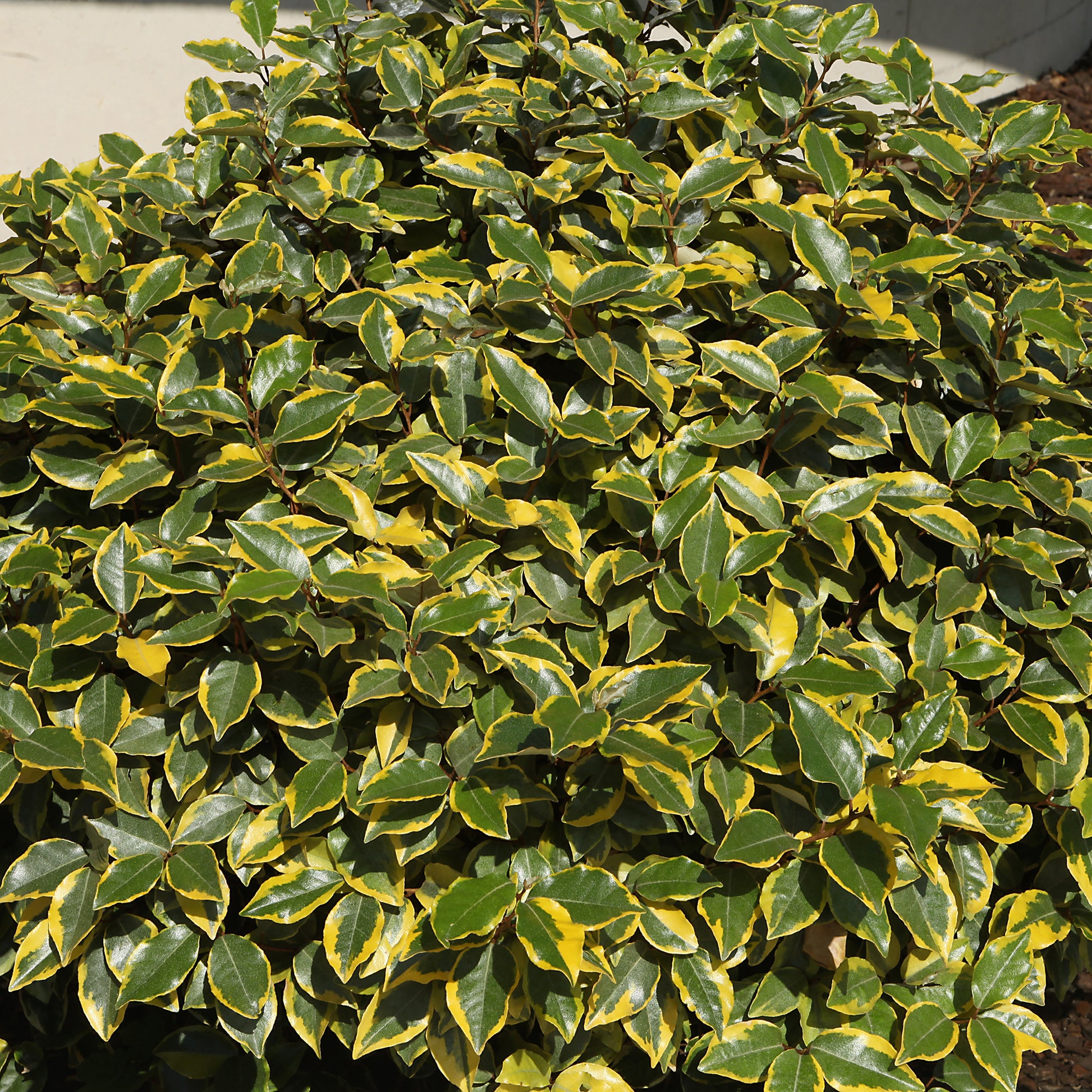 Ölweide Viveleg - Elaeagnus ebbingei Viveleg - Bakker
