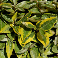 Eleagnus - Ölweide Viveleg - Elaeagnus ebbingei Viveleg