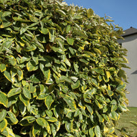 Elaeagnus ebbingei Viveleg - Ölweide Viveleg - Eleagnus