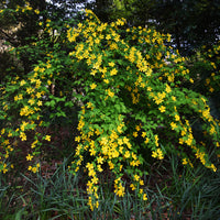 Verkauf Ranunkelstrauch Golden Guinea - Kerria japonica Golden Guinea
