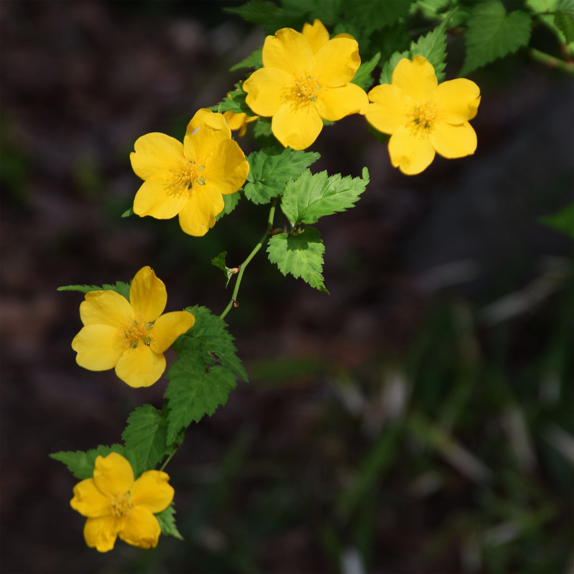 Kerria japonica Golden Guinea - Ranunkelstrauch Golden Guinea - Blühende Sträucher