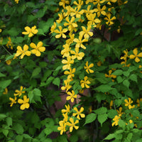 Ranunkelstrauch Golden Guinea - Kerria japonica Golden Guinea - Bakker