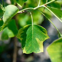 Liriodendron tulipifera Aureomarginata - Bunter Tulpenbaum - Blühende Bäume