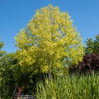 Bunter Tulpenbaum - Bakker