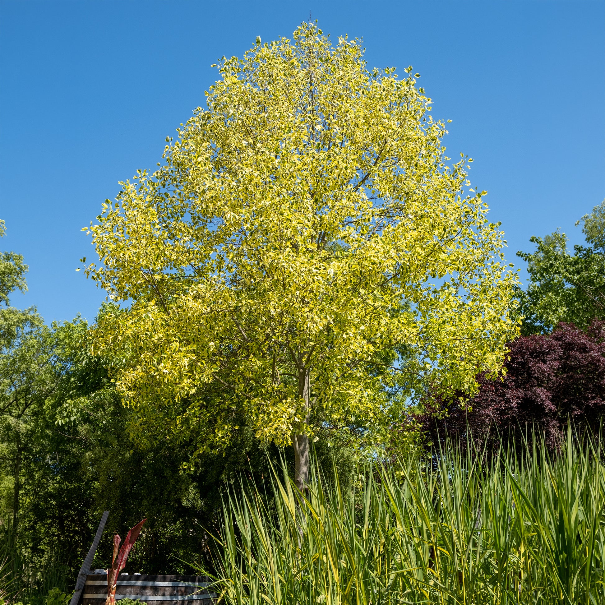 Bunter Tulpenbaum - Bakker