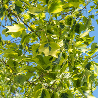 Bunter Tulpenbaum - Liriodendron tulipifera Aureomarginata - Bakker