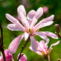 Verkauf Magnolia Leonard Messel - Magnolia loebneri Leonard Messel