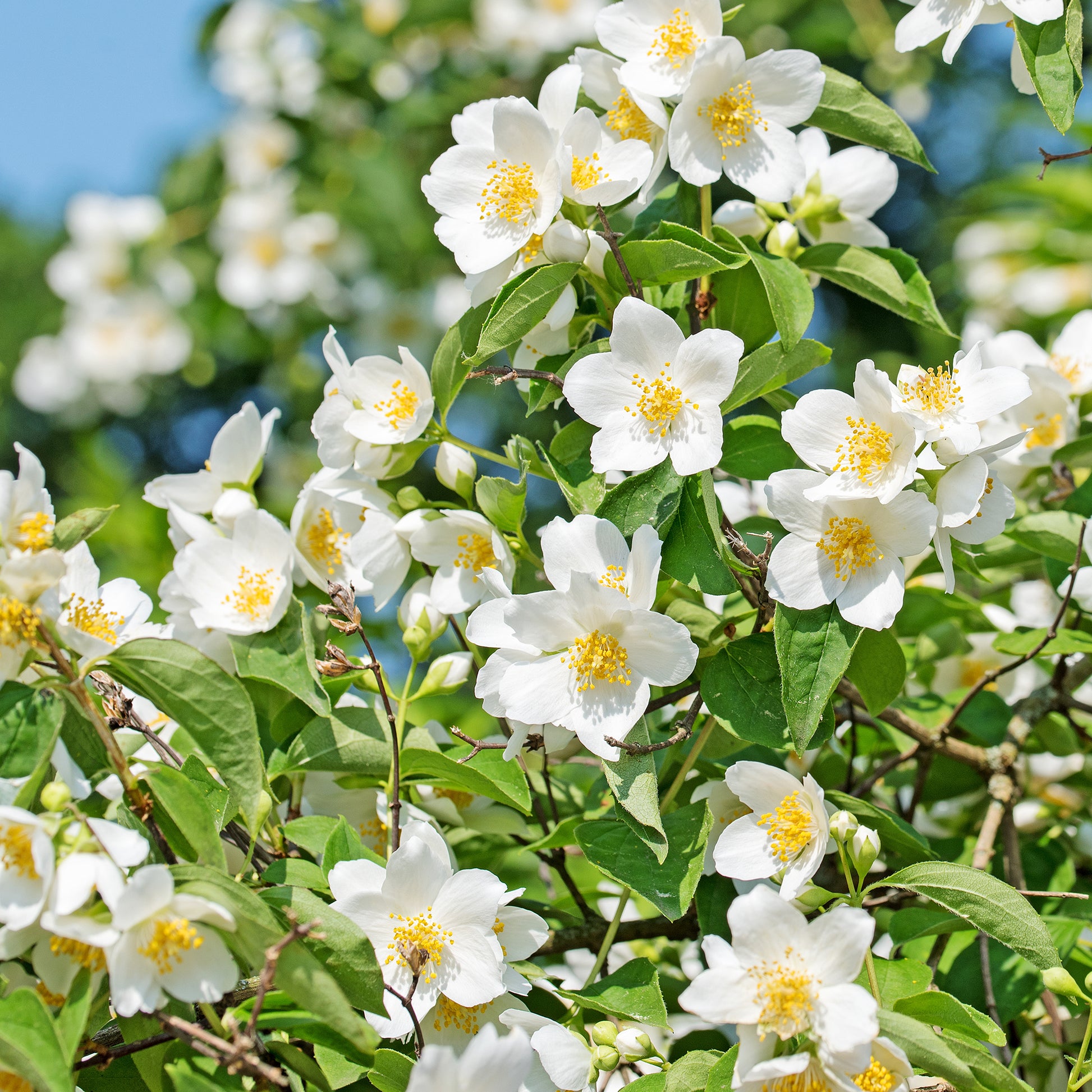 Blühende Sträucher - Pfeifenstrauch - Philadelphus coronarius