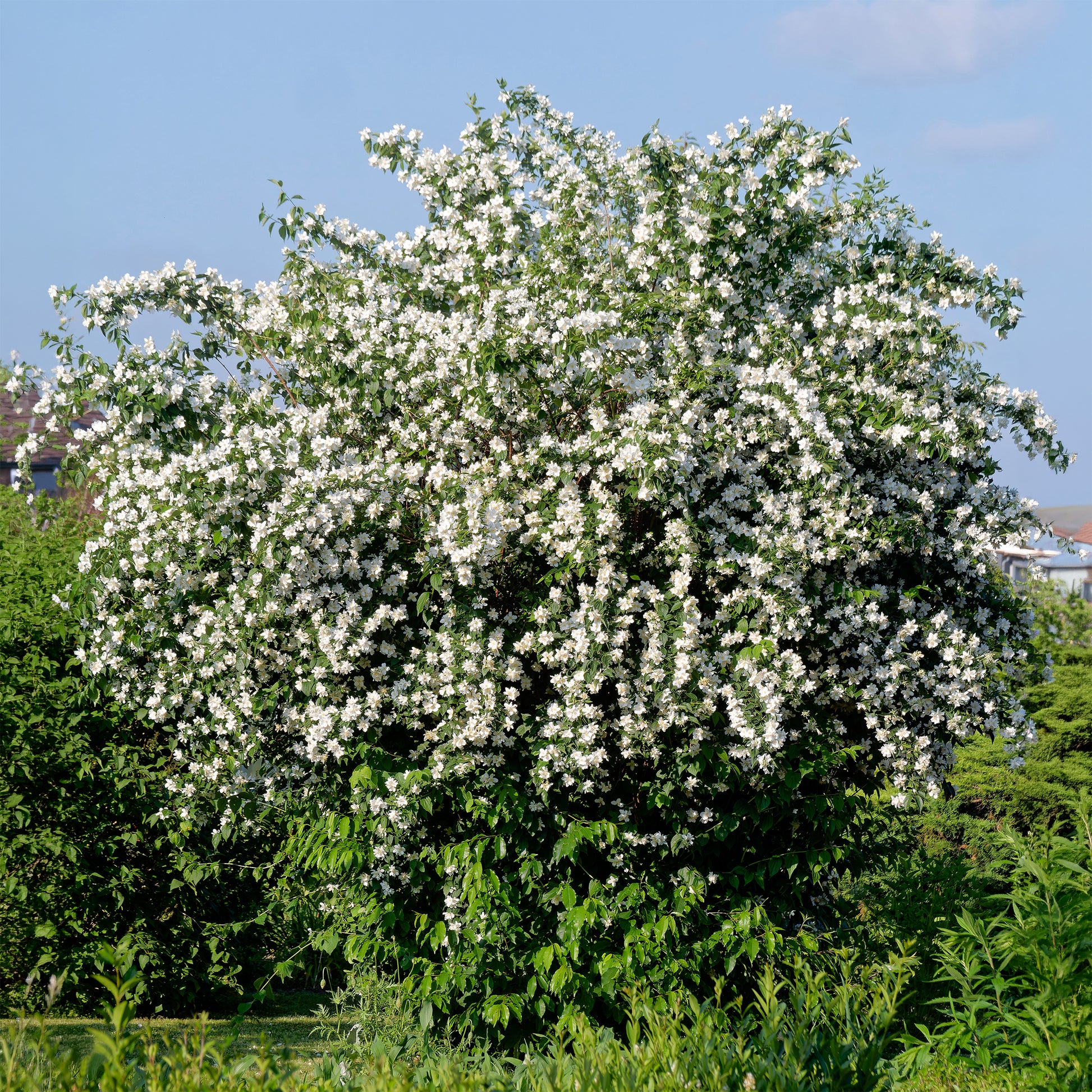 Pfeifenstrauch - Bakker