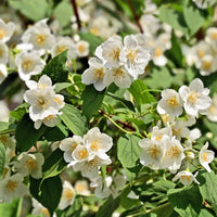 Pfeifenstrauch - Philadelphus coronarius - Bakker