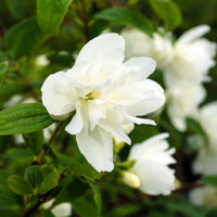 Pfeifenstrauch Snowbelle - Philadelphus Snowbelle - Bakker