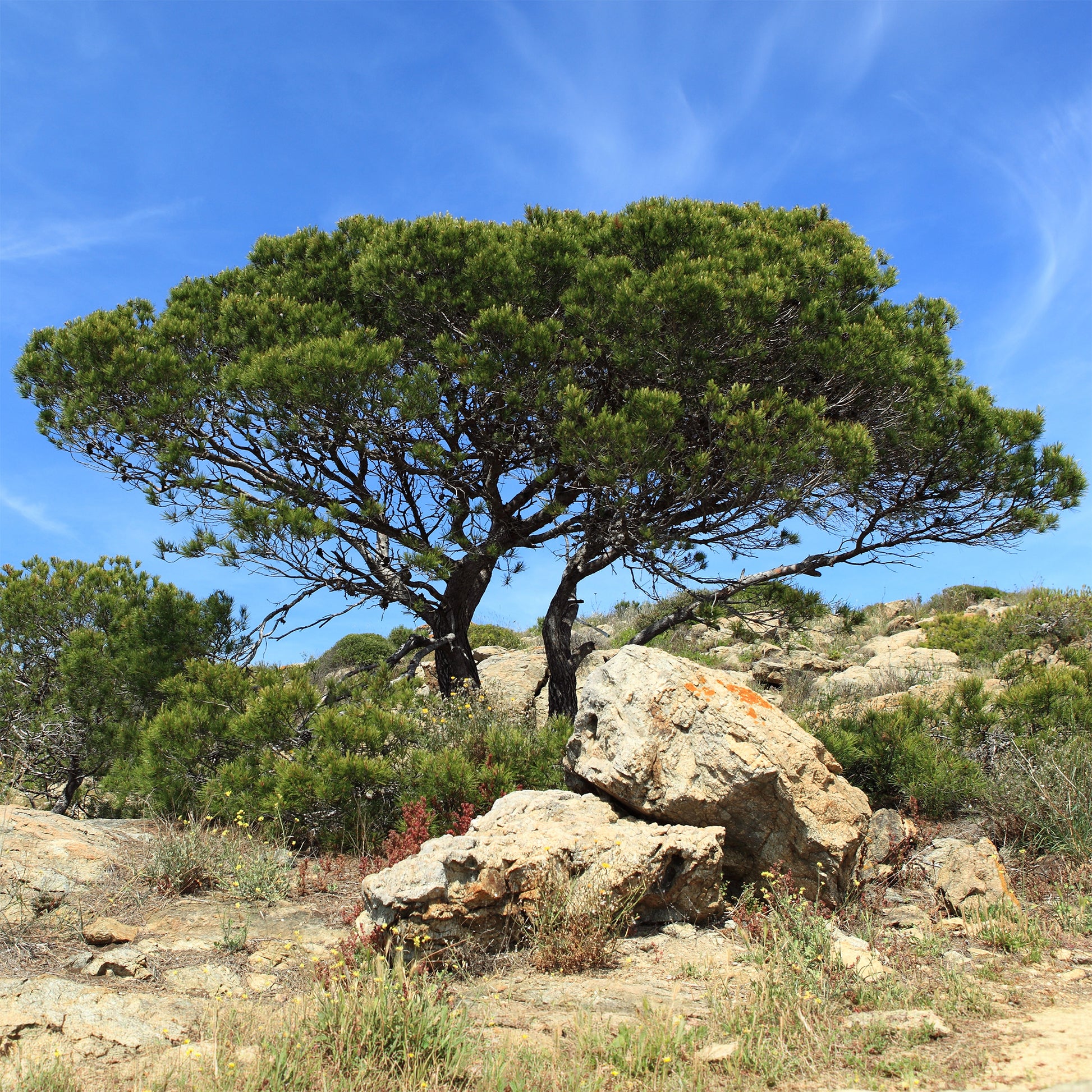 Aleppo-Kiefer - Pinus halepensis - Bakker