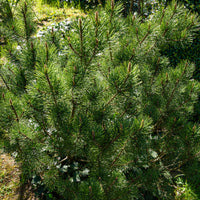 Pinus mugo Pumilio - Bergkiefer Pumilio - Kiefer