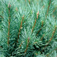 Pinus sylvestris Watereri - Waldkiefer Watereri - Kiefer