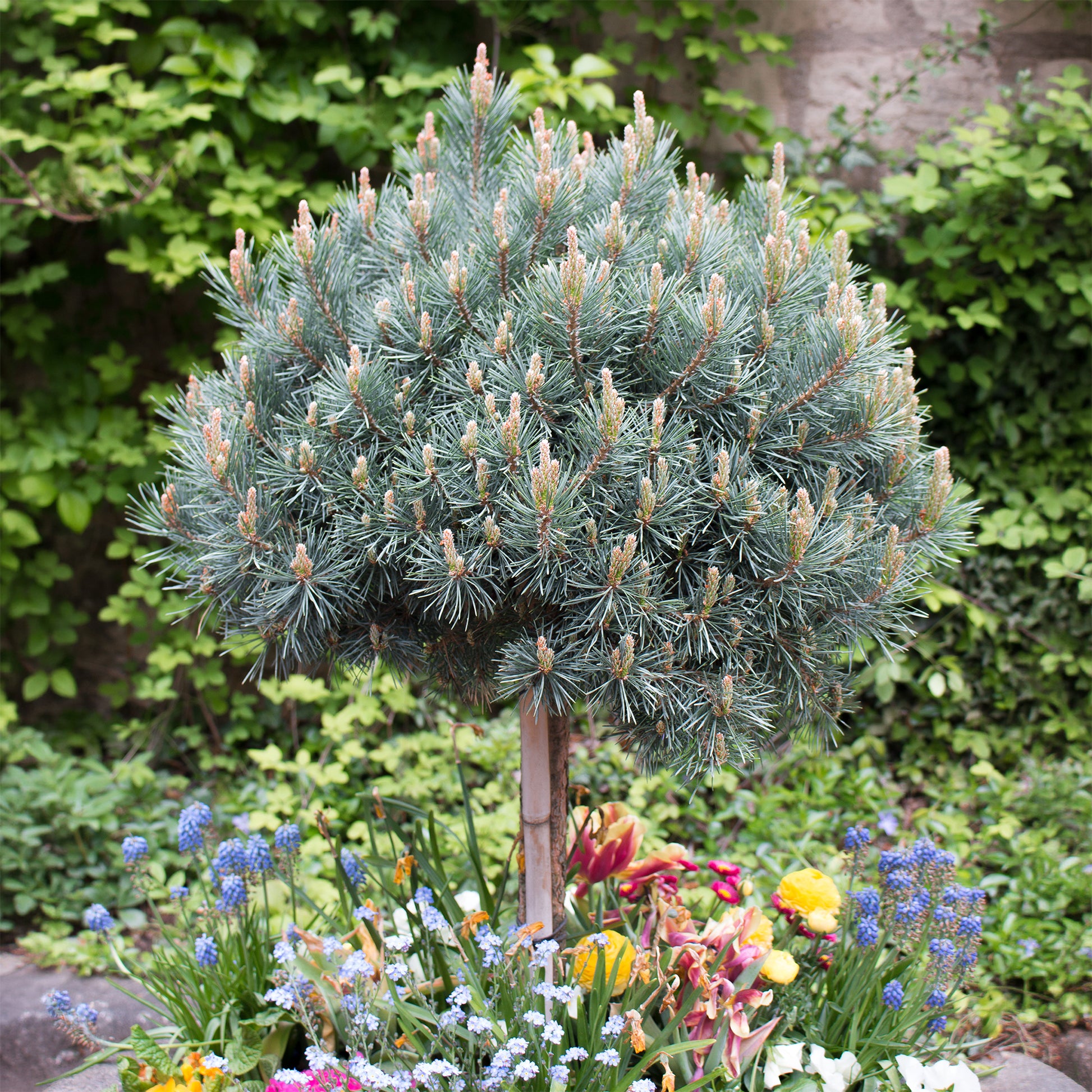 Waldkiefer Watereri - Bakker