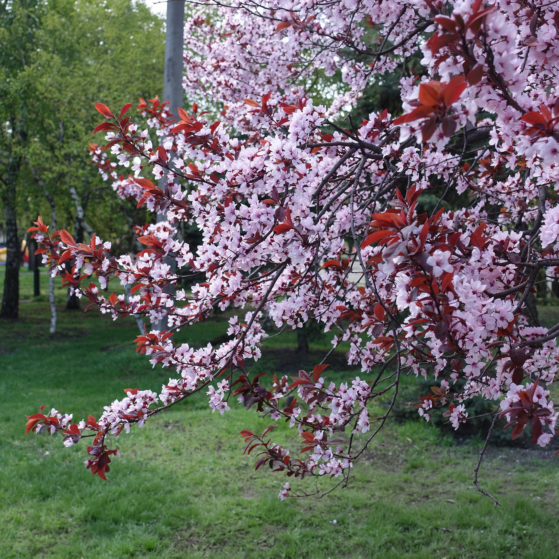 Zierpflaume - Prunus cerasifera Atropurpurea - Bakker