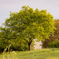 Eiche - Flaumeiche - Quercus pubescens