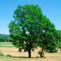 Flaumeiche - Quercus pubescens - Bakker